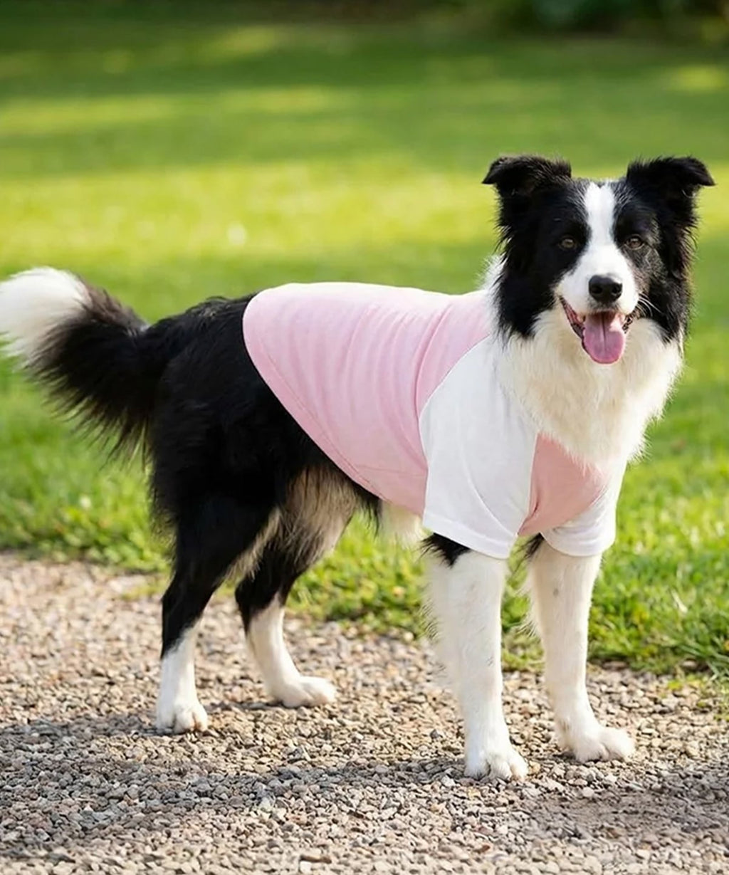 Dog Raglan T Shirt